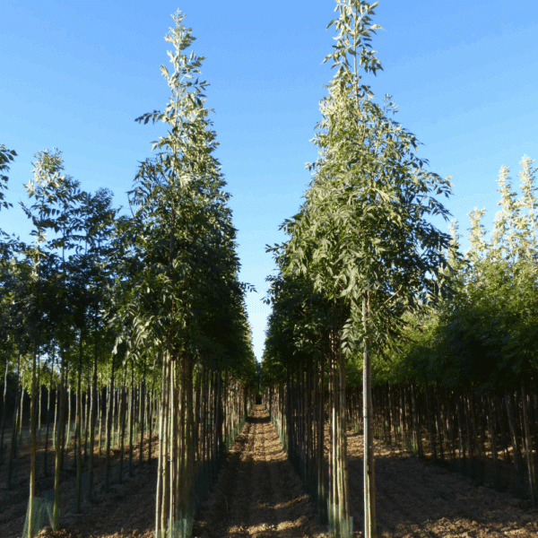 FRAXINUS excelsior 'Geessink' – Image 2
