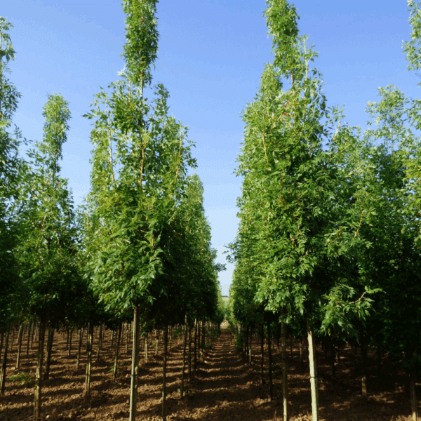 FRAXINUS excelsior 'Jaspidea' – Image 2
