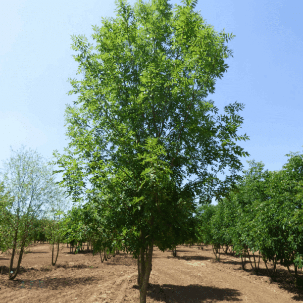 FRAXINUS excelsior 'Jaspidea' – Image 7