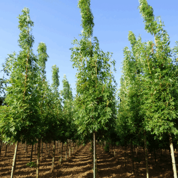 FRAXINUS excelsior 'Jaspidea' – Image 6