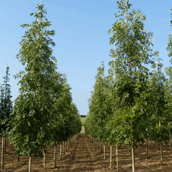 FRAXINUS excelsior 'Jaspidea' – Image 5