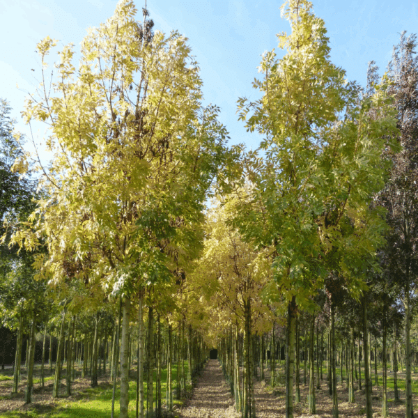 FRAXINUS excelsior 'Jaspidea' – Image 3