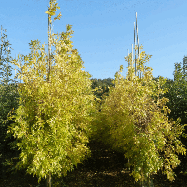 FRAXINUS excelsior 'Jaspidea' – Image 8