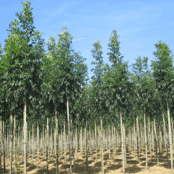FRAXINUS excelsior 'Westhof's Glorie' – Image 2