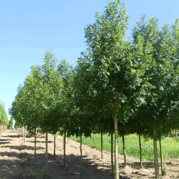 FRAXINUS excelsior 'Westhof's Glorie' – Image 8