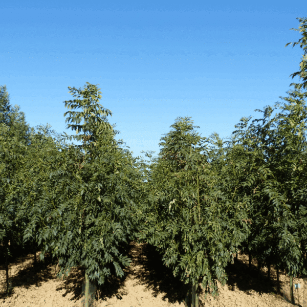 FRAXINUS excelsior 'Westhof's Glorie' – Image 7