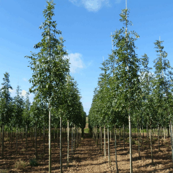 FRAXINUS excelsior 'Westhof's Glorie' – Image 5