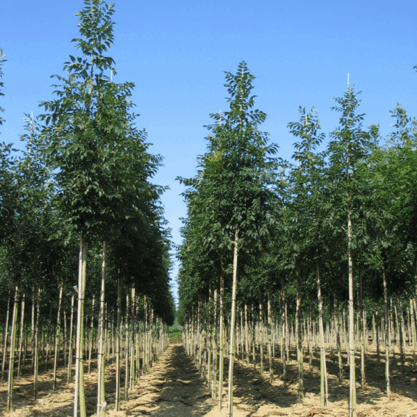 FRAXINUS excelsior 'Westhof's Glorie' – Image 6