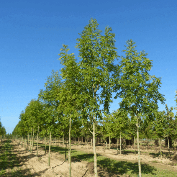FRAXINUS excelsior 'Westhof's Glorie' – Image 4