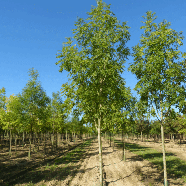 FRAXINUS excelsior 'Westhof's Glorie' – Image 3