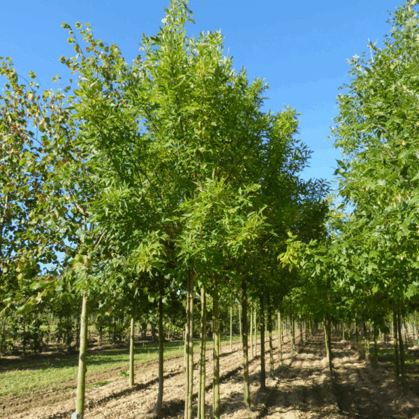 FRAXINUS holotricha 'Moraine' – Image 2