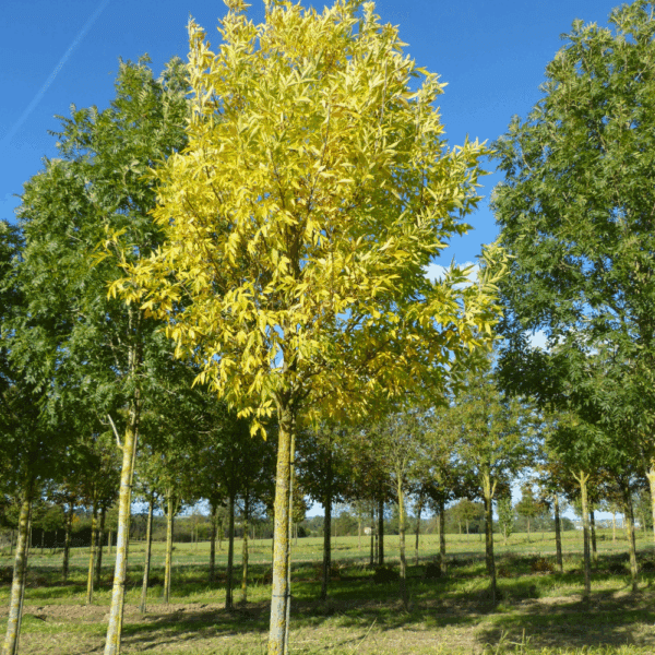 FRAXINUS holotricha 'Moraine'