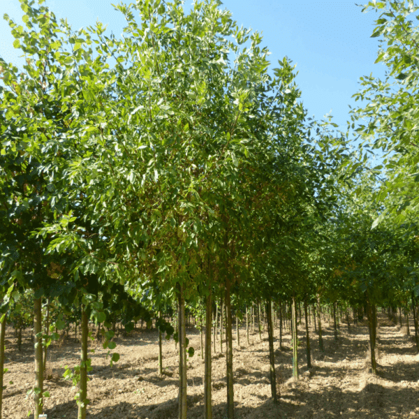 FRAXINUS holotricha 'Moraine' – Image 6