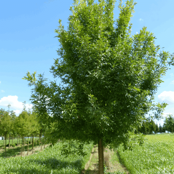 FRAXINUS holotricha 'Moraine' – Image 5