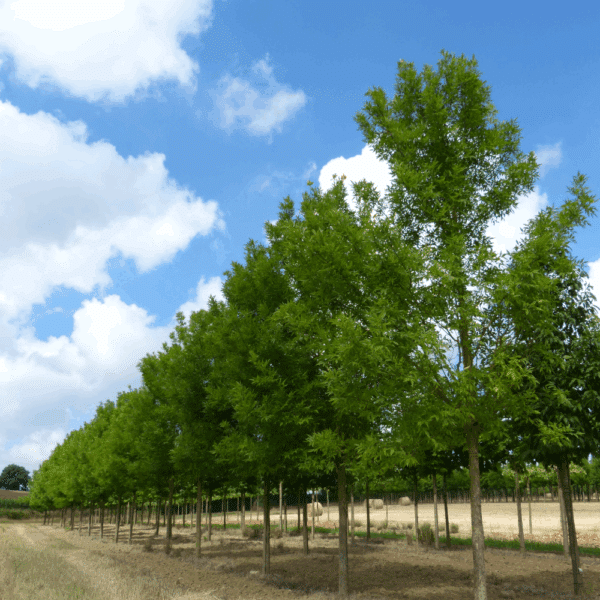 FRAXINUS holotricha 'Moraine' – Image 4