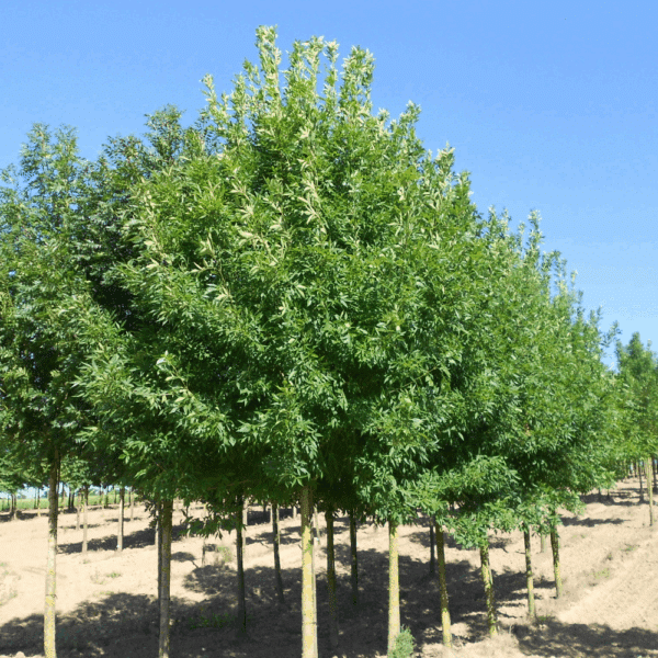 FRAXINUS holotricha 'Moraine' – Image 3