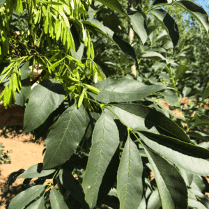 FRAXINUS ornus