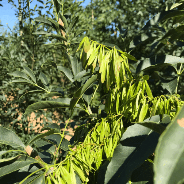 FRAXINUS ornus – Image 3