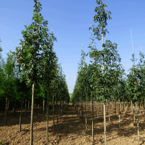 FRAXINUS ornus – Image 4
