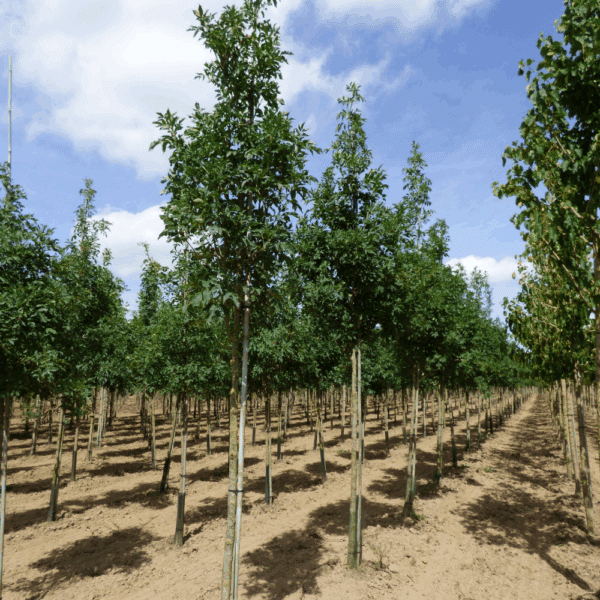 FRAXINUS ornus – Image 5
