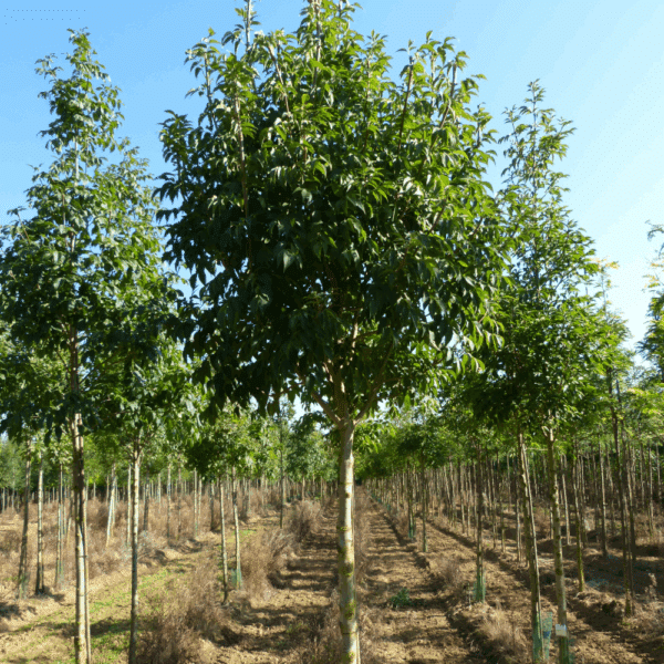 FRAXINUS ornus – Image 2
