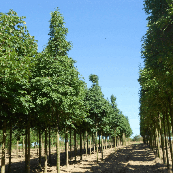 FRAXINUS ornus 'Arie Peters' – Image 3