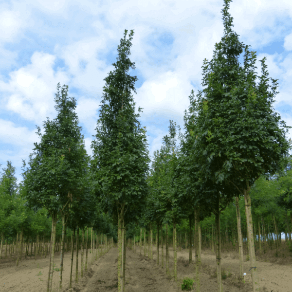 FRAXINUS ornus 'Arie Peters' – Image 6