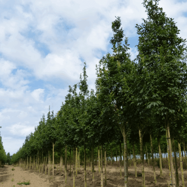 FRAXINUS ornus 'Arie Peters' – Image 5