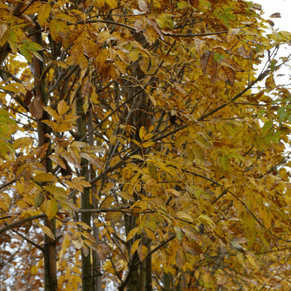 FRAXINUS ornus 'Arie Peters' – Image 7