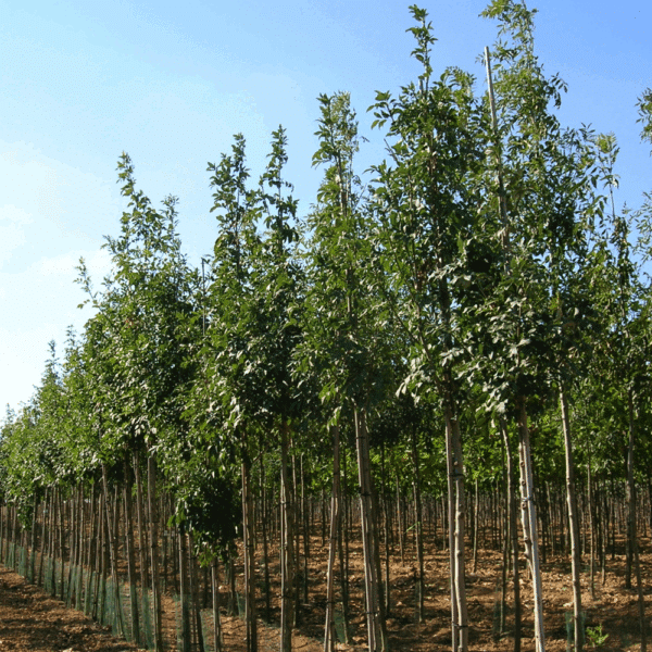 FRAXINUS ornus 'Arie Peters' – Image 2