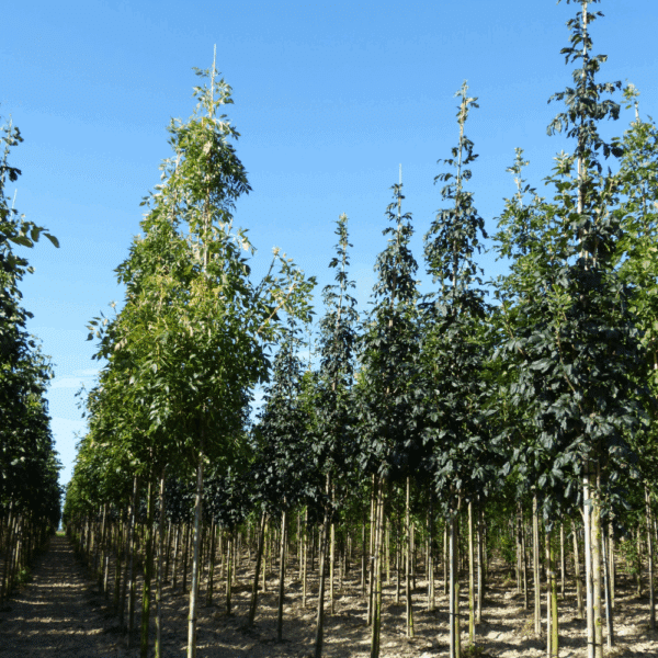 FRAXINUS ornus 'Louisa Lady' – Image 4