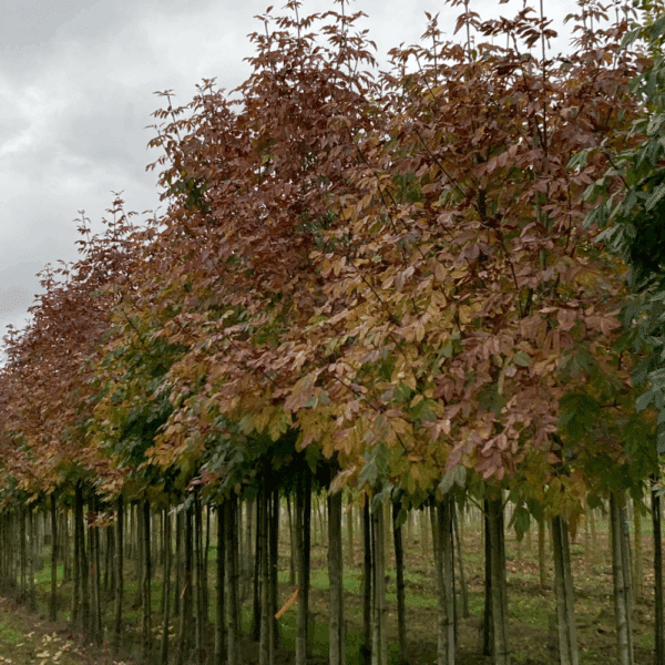 FRAXINUS ornus 'Louisa Lady' – Image 10