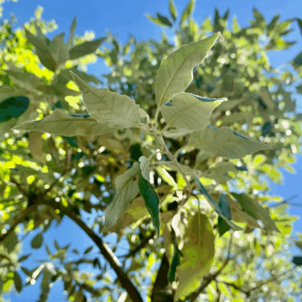 FRAXINUS ornus 'Louisa Lady' – Image 5