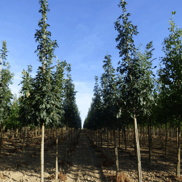 FRAXINUS ornus 'Louisa Lady' – Image 9