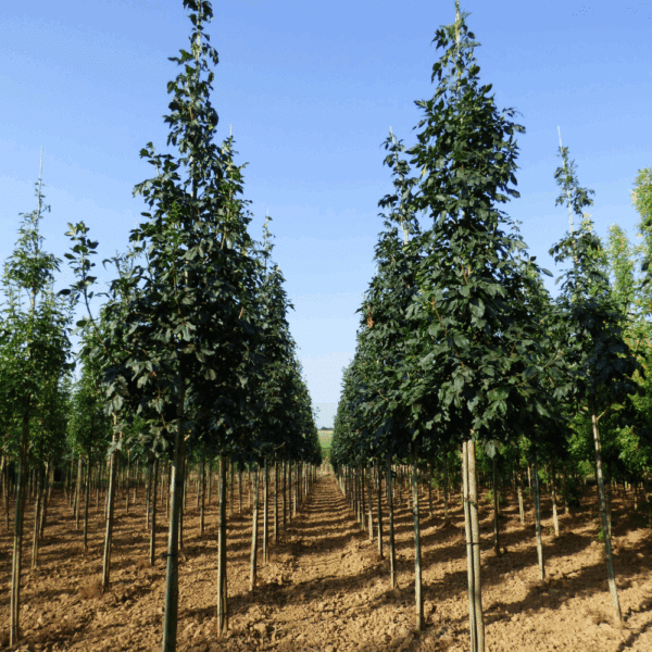 FRAXINUS ornus 'Louisa Lady' – Image 2