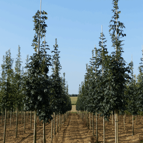 FRAXINUS ornus 'Louisa Lady' – Image 8