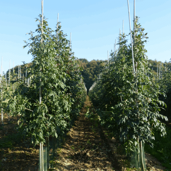 FRAXINUS ornus 'Louisa Lady' – Image 7