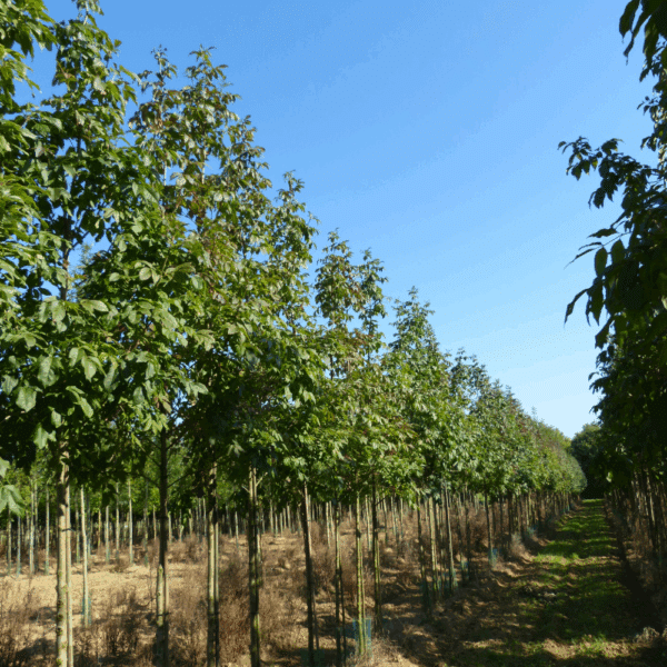FRAXINUS ornus 'Louisa Lady' – Image 6