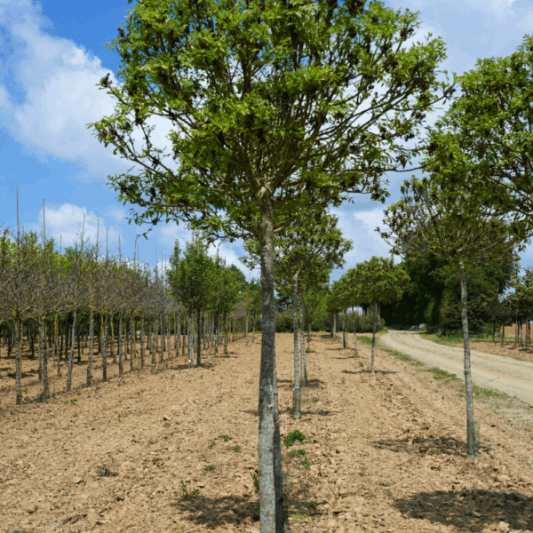 FRAXINUS ornus 'Mecsek' – Image 2