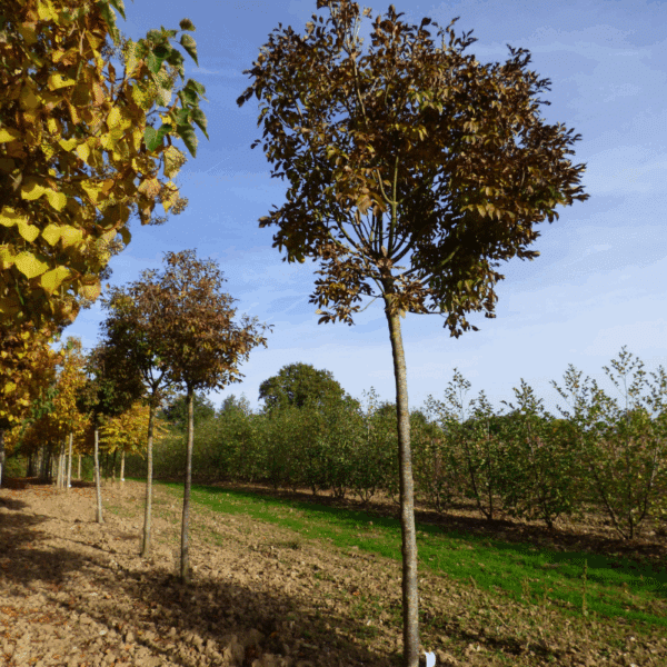 FRAXINUS ornus 'Mecsek' – Image 4