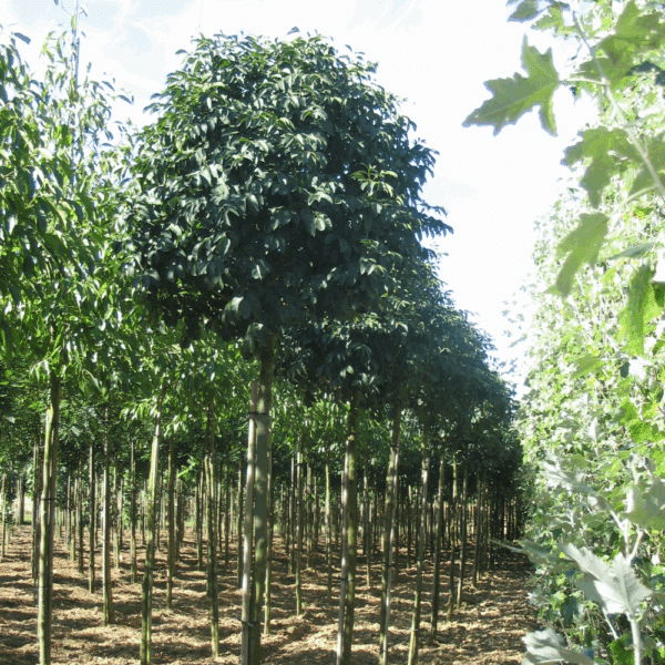 FRAXINUS ornus 'Mecsek' – Image 6