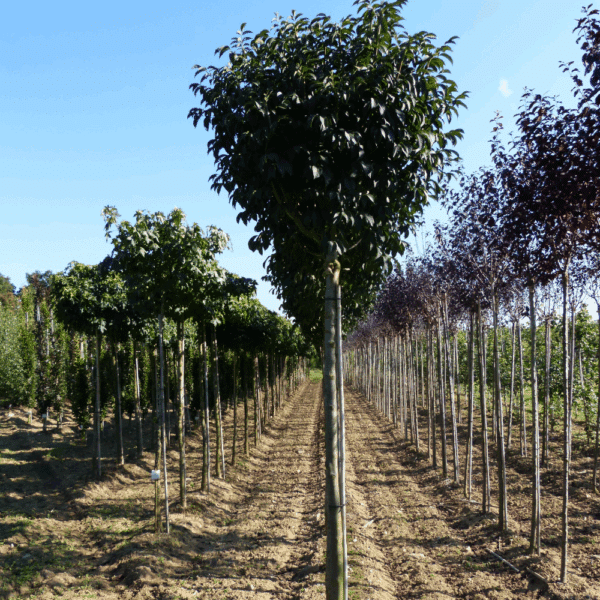 FRAXINUS ornus 'Mecsek' – Image 5