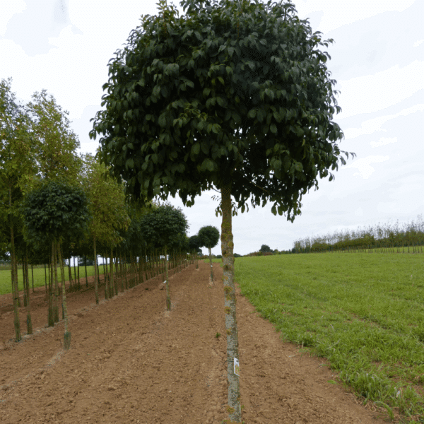 FRAXINUS ornus 'Mecsek' – Image 3