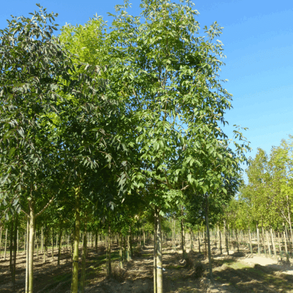 FRAXINUS ornus OBELISK 'Paus Johannes-Paulus II' – Image 8
