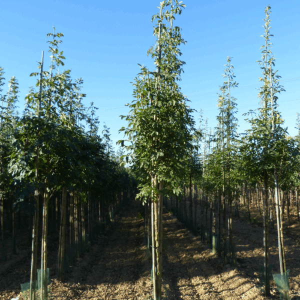 FRAXINUS ornus OBELISK 'Paus Johannes-Paulus II' – Image 7
