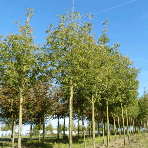 FRAXINUS ornus OBELISK 'Paus Johannes-Paulus II' – Image 5