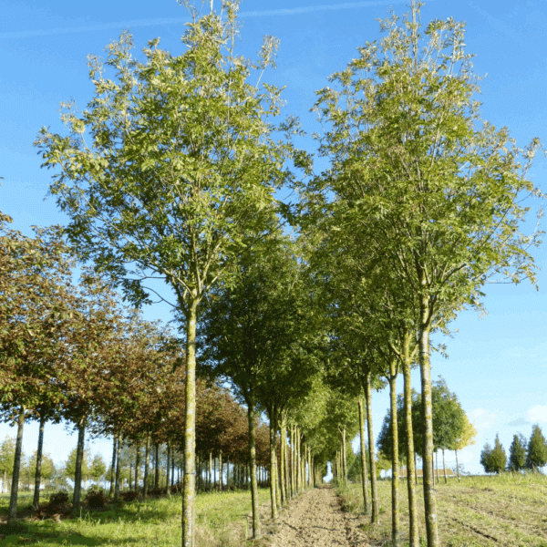FRAXINUS ornus OBELISK 'Paus Johannes-Paulus II' – Image 2
