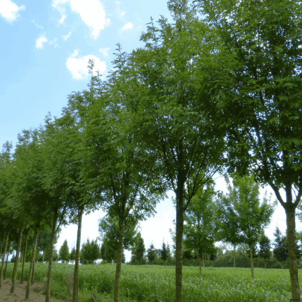 FRAXINUS ornus OBELISK 'Paus Johannes-Paulus II' – Image 4