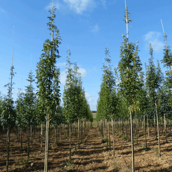 FRAXINUS ornus OBELISK 'Paus Johannes-Paulus II' – Image 3