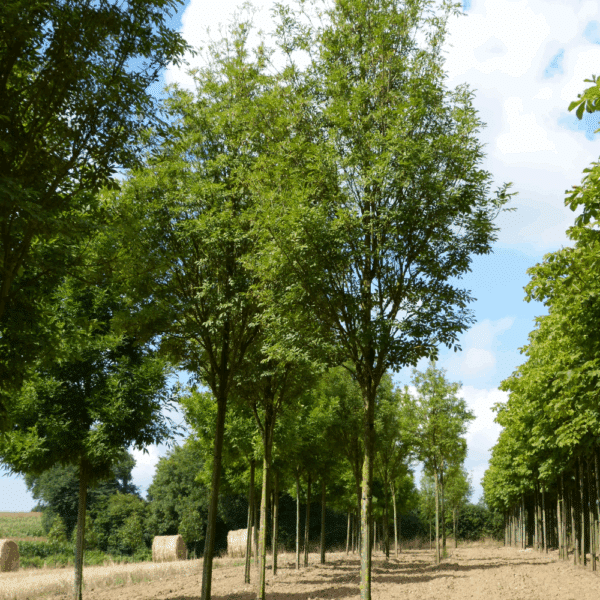 FRAXINUS ornus OBELISK 'Paus Johannes-Paulus II' – Image 6